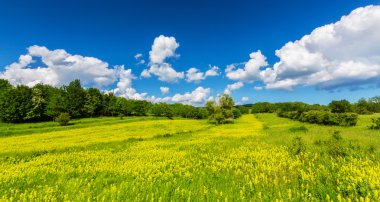 Beautiful pasture with spring flowers and clouds in Transylvania