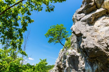 Yalnız ağaç üzerinde açık mavi gökyüzü, bir parlak bahar gününde profilli bir kayaya asılı