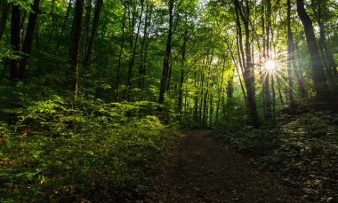 Canlı yeşil yeşillik ormanında parlak güneşli bir bahar, dağlar