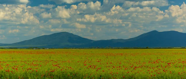 Beautiful Pasture Spring Flowers Clouds Transylvania — Photo