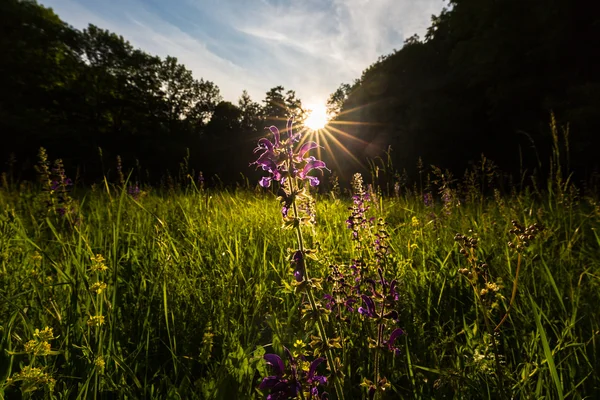 Δονούμενο Πράσινο Φύλλωμα Στο Δάσος Μια Φωτεινή Ηλιόλουστη Ημέρα Άνοιξη — Φωτογραφία Αρχείου