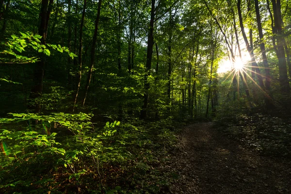 Lebhaftes Grünes Laub Wald Einem Sonnigen Frühlingstag Den Bergen — Stockfoto