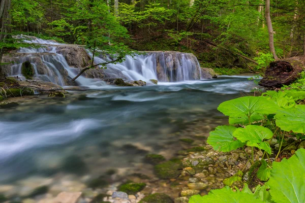 Belles Cascades Fond Forêt Printemps — Photo