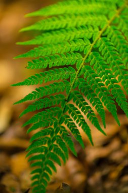 Ormandaki bir parlak bahar gününde ayrıntı, eğreltiotu yaprakları