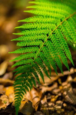 Ormandaki bir parlak bahar gününde ayrıntı, eğreltiotu yaprakları