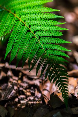 Ormandaki bir parlak bahar gününde ayrıntı, eğreltiotu yaprakları