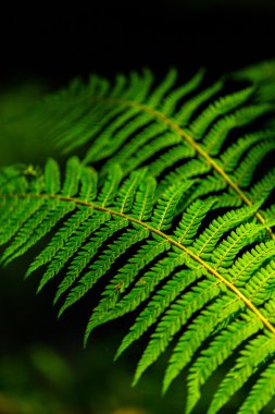 Ormandaki bir parlak bahar gününde ayrıntı, eğreltiotu yaprakları