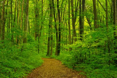 Erken yaz, sis ve yeşil yaprakları ile ormanında güzel sahne