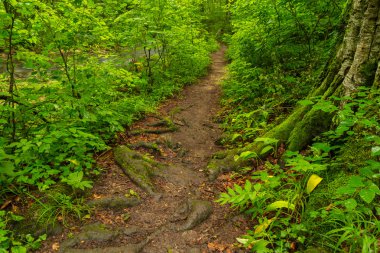 Bahar, vahşi Nehri boyunca ormanında canlı yeşil yeşillik