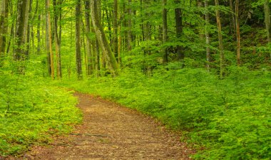Bahar, vahşi Nehri boyunca ormanında canlı yeşil yeşillik