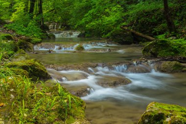 Bahar, vahşi Nehri boyunca ormanında canlı yeşil yeşillik
