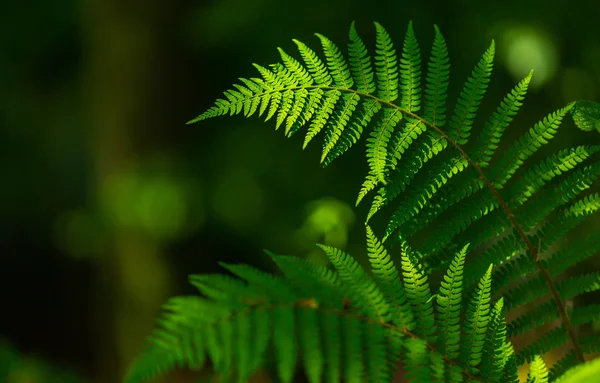 Helecho Deja Detalle Brillante Día Primavera Bosque —  Fotos de Stock