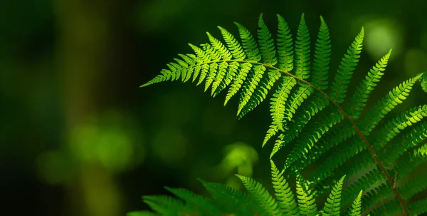 Helecho Deja Detalle Brillante Día Primavera Bosque —  Fotos de Stock