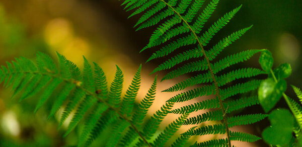 Fern leaves detail, on a bright spring day in the forest