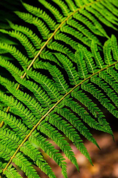 Fern leaves detail, on a bright spring day in the forest