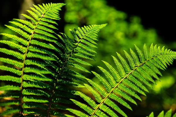 Fern Leaves Detail Bright Spring Day Forest — Stock Photo, Image