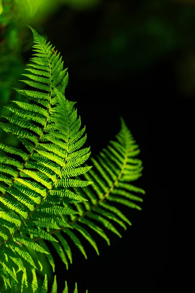 Samambaia Folhas Detalhe Dia Primavera Brilhante Floresta — Fotografia de Stock