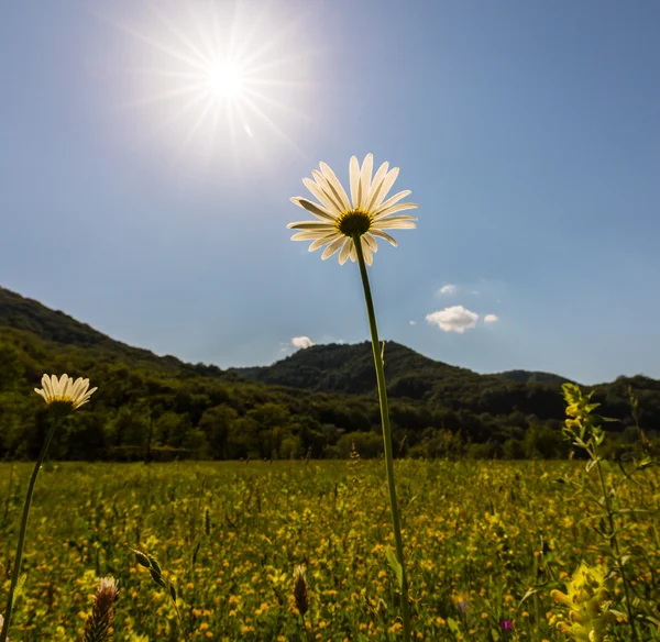 Bright Scenery Beautiful Meadow Wild Daisy Flowers Spring Remote Rural — Stock Photo, Image