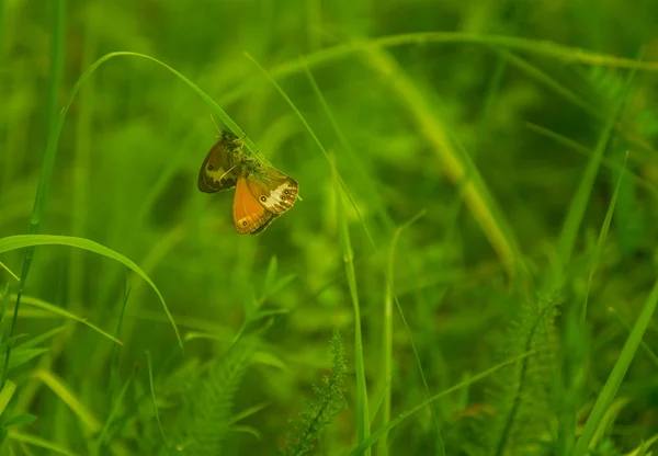 Borboleta Colorida Acasalamento Jogando Prado Dia Brilhante Outono — Fotografia de Stock