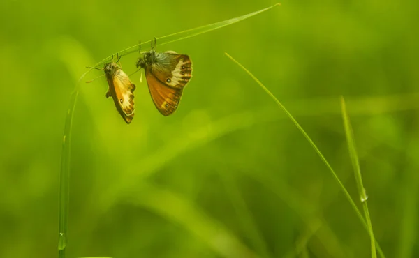 Borboleta Colorida Acasalamento Jogando Prado Dia Brilhante Outono — Fotografia de Stock