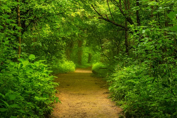 Bahar, vahşi Nehri boyunca ormanında canlı yeşil yeşillik