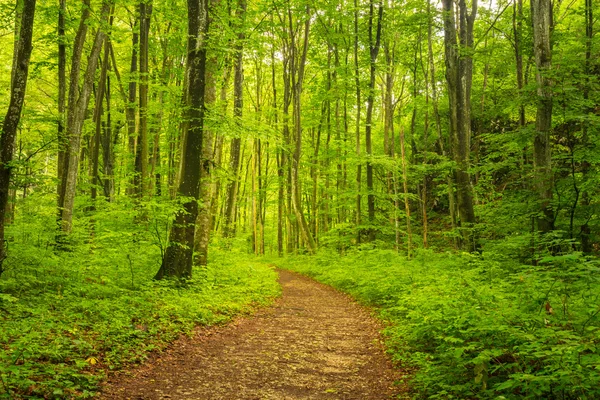 Bahar, vahşi Nehri boyunca ormanında canlı yeşil yeşillik