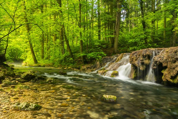 Feuillage vert vif dans la forêt au printemps, le long de la rivière sauvage — Photo