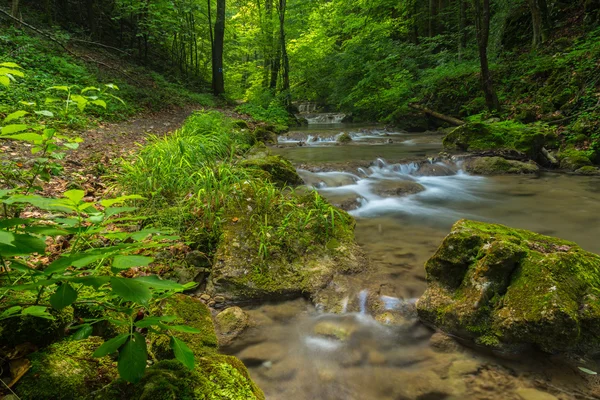 Wibrujący zielony liści w lesie wiosną, wzdłuż dzikiej rzeki — Zdjęcie stockowe