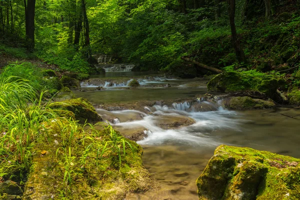 Zářivé zelené listí v lese na jaře, po divoké řece — Stock fotografie