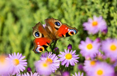 Renkli kelebek mite ve bir çayırda oynarken, sonbaharda parlak bir günde