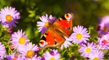 Avrupa tavuskuşu kelebek, inachis g/ç, mor kır çiçeği çayır