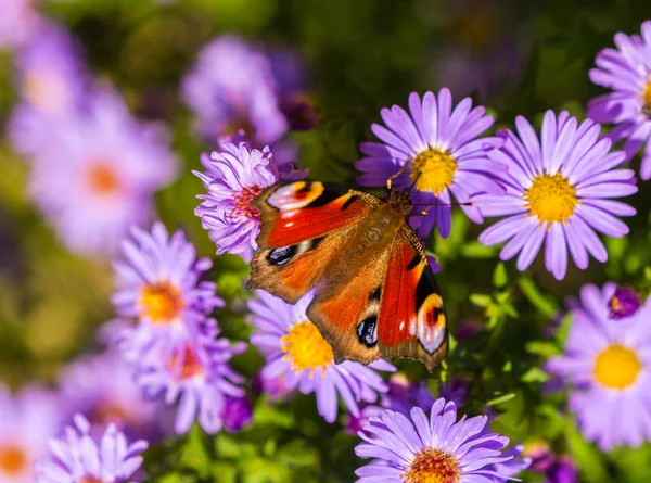 Motyl rusałka pawik, inachis io, purpurowy kwiat dzikiego łące — Zdjęcie stockowe