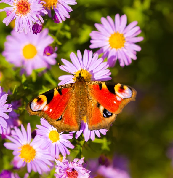 European peacock butterfly, inachis io, in purple wild flower meadow — Stock Photo, Image