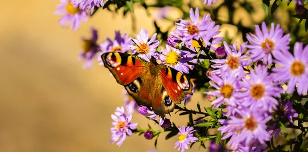 Europese peacock vlinder, inachis io, in paarse bloem van de wilde weide — Stockfoto