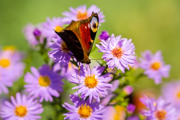 ヨーロッパの孔雀蝶、inachis io、紫色の野生の花の草原 — ストック写真