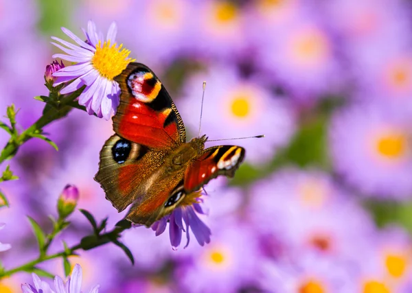 ヨーロッパの孔雀蝶、inachis io、紫色の野生の花の草原 — ストック写真