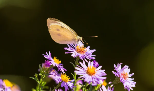 Красочные Бабочки Спариваются Играют Лугу Яркий Осенний День — стоковое фото