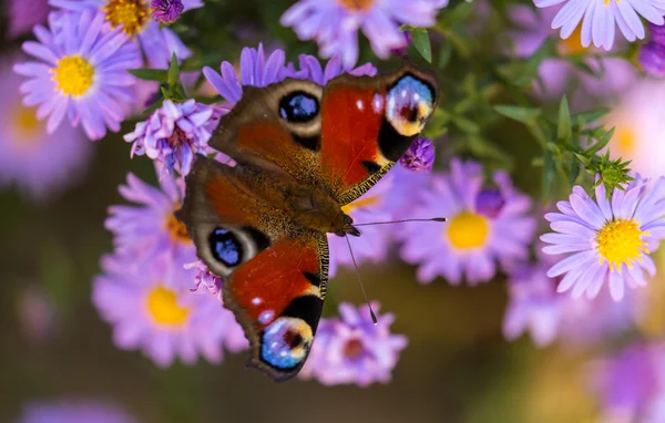 ヨーロッパの孔雀蝶、inachis io、紫色の野生の花の草原 — ストック写真