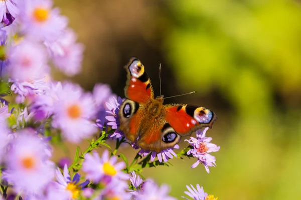 Europese peacock vlinder, inachis io, in paarse bloem van de wilde weide — Stockfoto