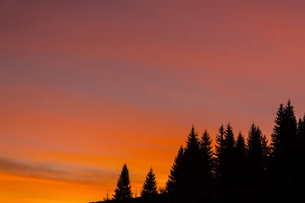 Tannenbäume profilieren sich bei intensivem Sonnenaufgang in den Bergen — Stockfoto