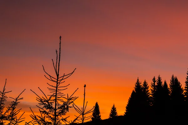 Fir trees profiled on intense sunrise in the mountains — Stock Photo, Image