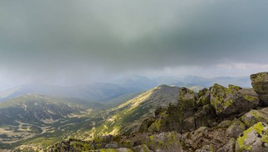 Sis ve bulutlar yağmur sonra Alpleri'nde köknar ağacı ormanda