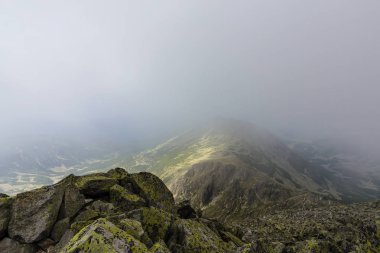 Sis ve bulutlar yağmur sonra Alpleri'nde köknar ağacı ormanda