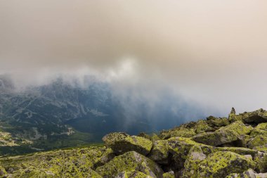 Sis ve bulutlar yağmur sonra Alpleri'nde köknar ağacı ormanda