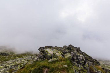Sis ve bulutlar yağmur sonra Alpleri'nde köknar ağacı ormanda