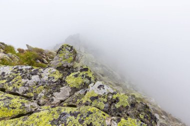 Sis ve bulutlar yağmur sonra Alpleri'nde köknar ağacı ormanda