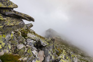 Sis ve bulutlar yağmur sonra Alpleri'nde köknar ağacı ormanda