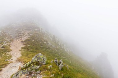 Sis ve bulutlar yağmur sonra Alpleri'nde köknar ağacı ormanda