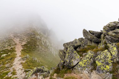 Sis ve bulutlar yağmur sonra Alpleri'nde köknar ağacı ormanda