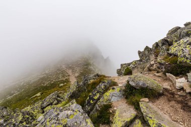 Sis ve bulutlar yağmur sonra Alpleri'nde köknar ağacı ormanda